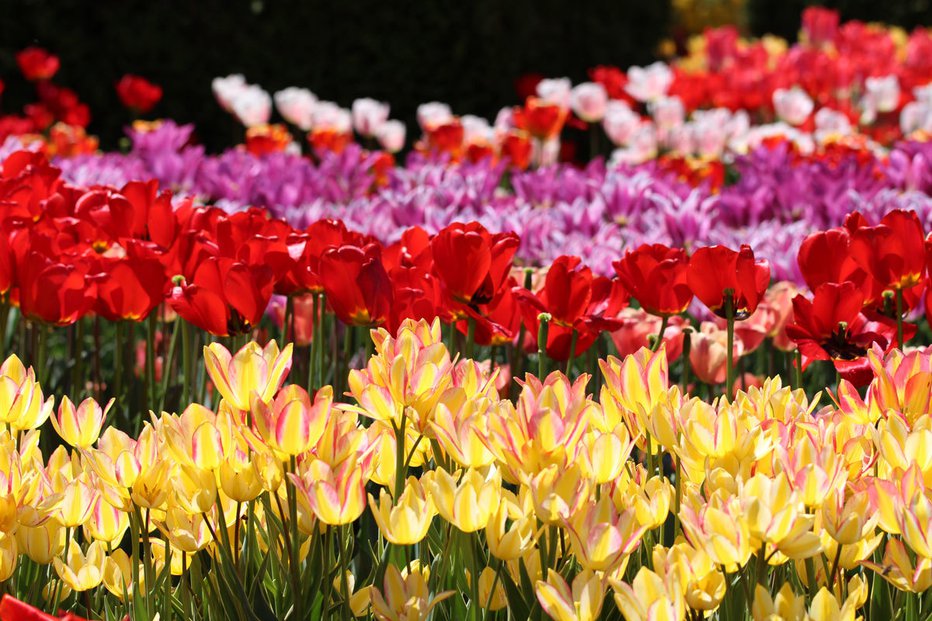Fotografija: Že 30 let vabijo tulipani v arboretum, ob na novo tlakovani poti med vhodom in pristavo si jih lahko ogledate več kot 350 sort. FOTO: Arboretum Volčji Potok