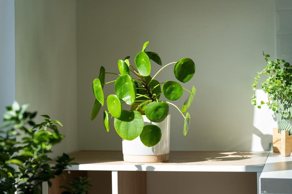 Fotografija: Ena izmed najbolj znanih rastlin, ki prinašajo bogastvo, je pilea. FOTO: David Prahl, Shutterstock