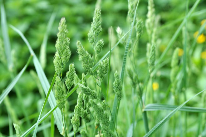 Pasja trava je trajna vrsta in je najbolj razširjena rastlina pri nas. FOTO: Orest Lyzhechka/Getty Images
