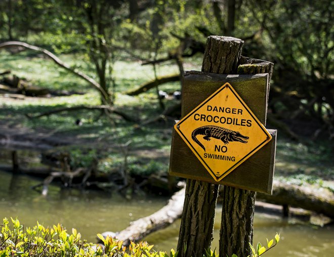 Napadi krokodilov v Avstraliji niso redki. FOTO: Vrabelpeter1/Getty Images