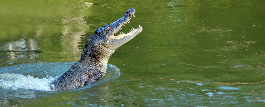 Fotografija: Pokončali so dva krokodila, ki sta krožila na območju, kjer je izginil ribič. FOTO: Chameleonseye/Getty Images