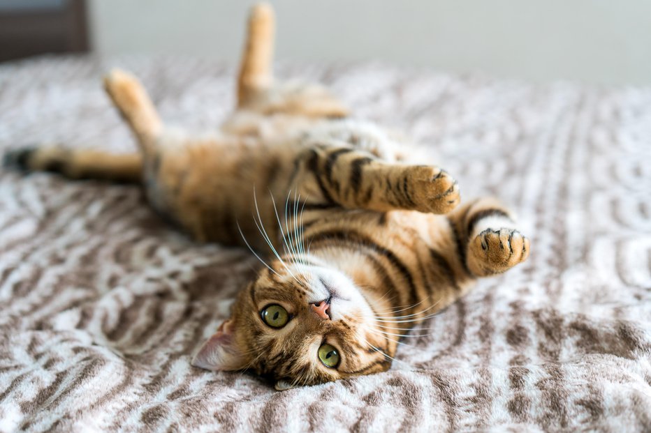 Fotografija: Obvezna identifikacija bi razbremenila zavetišča in povečala nadzor nad populacijo mačk v Sloveniji. FOTO: Getty Images/iStockphoto