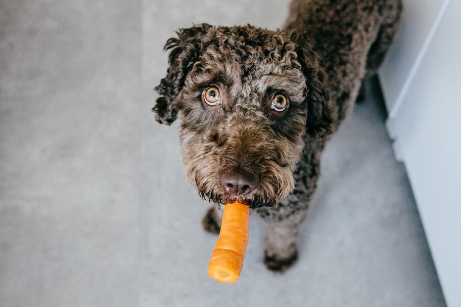 Fotografija: Korenje psu lahko ponudite kot prigrizek ali ga vključite v reden obrok. FOTO: Lucia Romero, Shutterstock