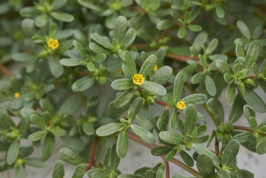 Fotografija: Portulak je med prvimi rastlinami, ki spomladi poženejo na vrtu. FOTO; Getty Images/iStockphoto