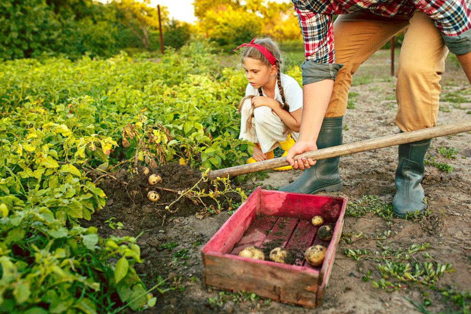 Fotografija: Spomladi in zgodaj poleti uživamo v mladem krompirju. FOTO: Master1305/Getty Images