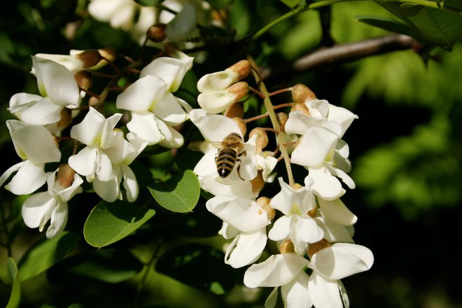 Akacija na območju Koprščine, Goriške z Brdi in Vipavske doline je v polnem cvetenju, vendar je čebele ob vsakodnevnem dežju ne morejo izkoristiti. FOTO: Nazar Prosovych/Getty Images