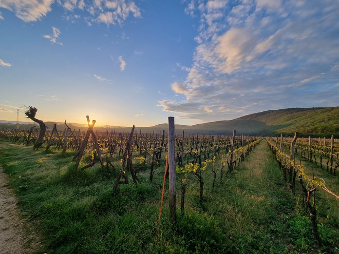 Sončni vzhod nad vinogradi v Vrbniku. FOTO: Petra Kalan
