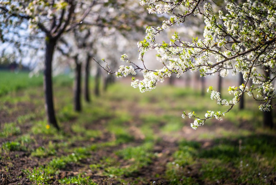 Fotografija: Najzgodnejše sorte cvetijo v prvem češnjevem tednu, najpoznejše pa v sedmem. FOTO: Fotokostic/Getty Images