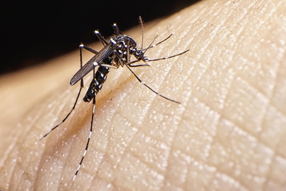 Fotografija: Tigrasti komar lahko prenaša rumeno mrzlico, mrzlico dengo, čikungunjo. FOTO: Abelbrata/Getty Images