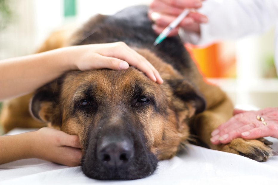 Fotografija: Nekateri nasprotniki obveznega cepljenja navajajo, da »njihovi« veterinarji ne opravijo obveznega cepljenja proti steklini. FOTO: Getty Images