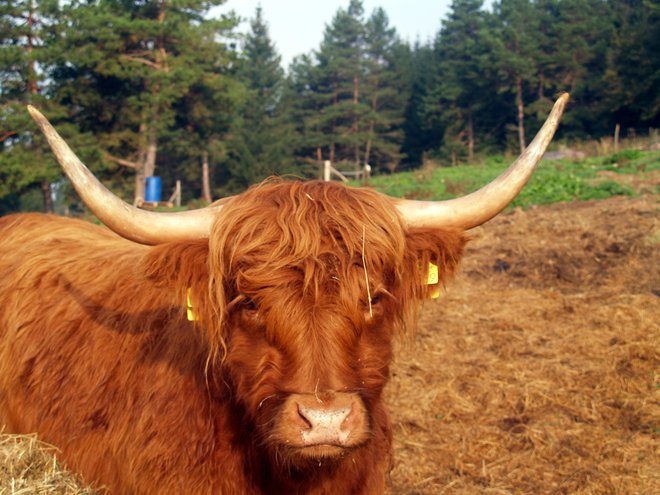 Tudi škotsko govedo je tu našlo svoj prostor.