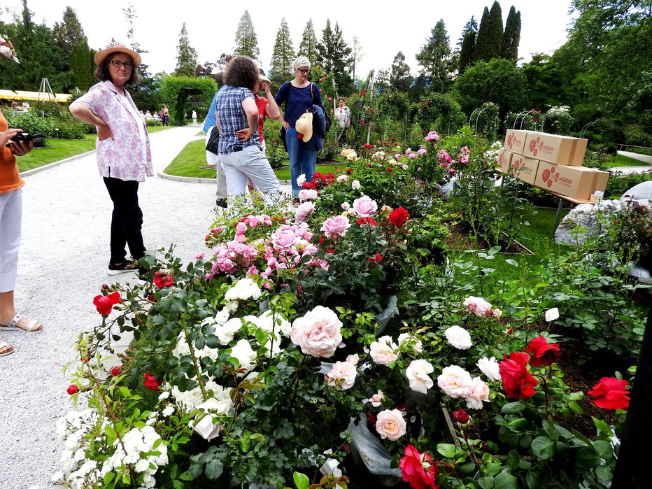 Fotografija: Park je ob posebnem dogodku obiskalo veliko ljubiteljev teh prekrasnih rož. FOTO: Janez Kuhar
