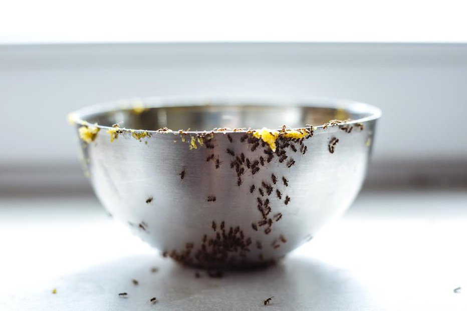 Fotografija: Mravlje so sladkosnedne. In rade počistijo za ljudmi, ki za seboj puščajo drobtine. FOTO: Crisslari, Shutterstock
