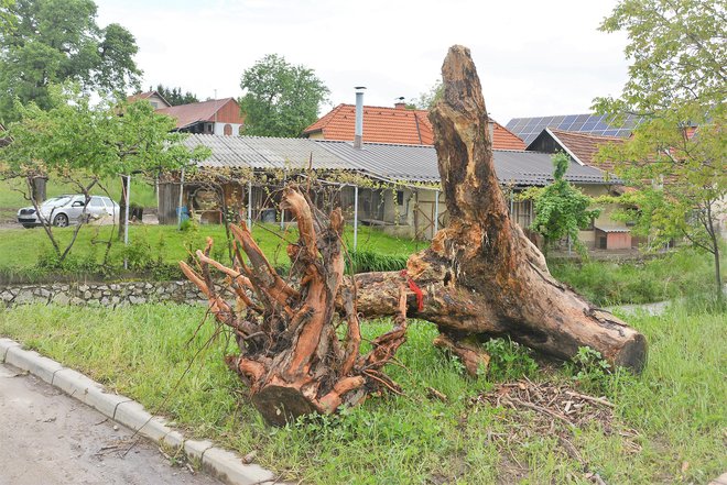 Orjaška korenina, ki je preusmerila tok naravnost proti hiši.