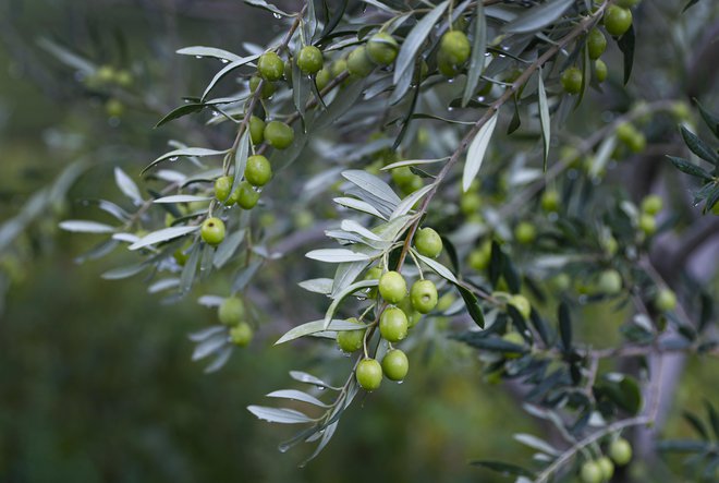 Kot opozarja oljkar Adamič, na nekaterih oljkah sploh ni cvetnih nastavkov. FOTO: Jože Suhadolnik