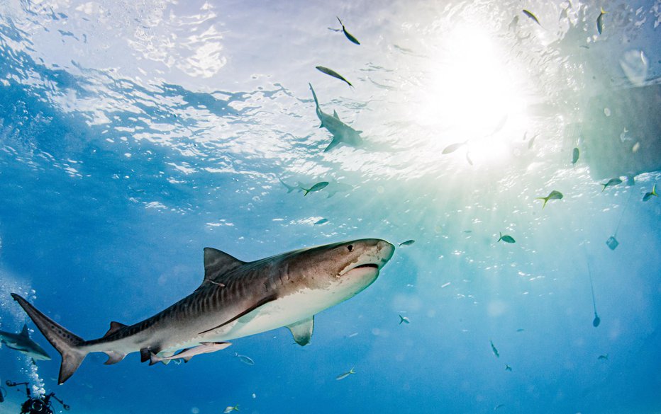 Fotografija: Za Rusovo smrt naj bi bil odgovoren tigrasti morski pes (simbolična fotografija). FOTO: Getty Images