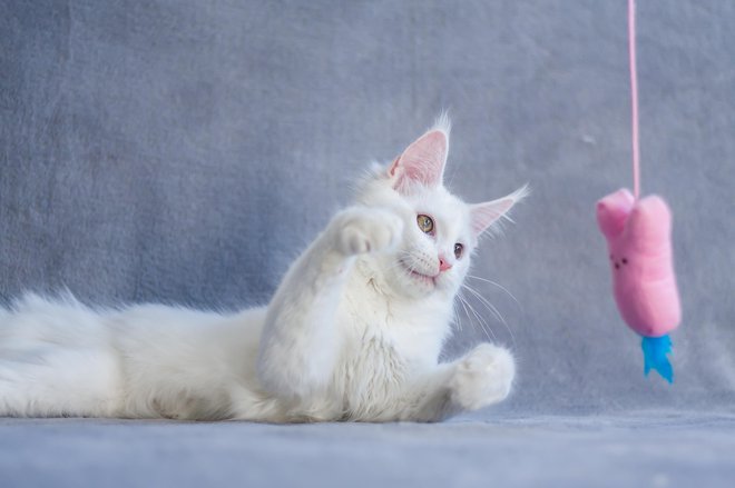 Enako kot zdrave mačke tudi te potrebujejo igro in božanje. FOTO: Kanashi/Getty Images