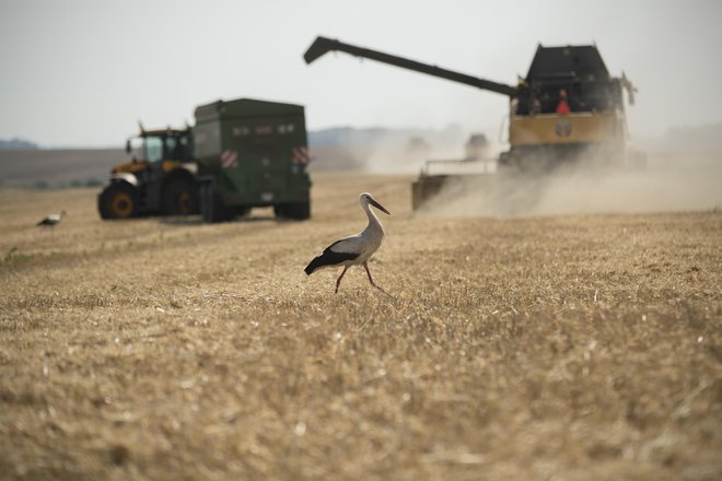 Vojna v Ukrajini je prispevala k podražitvam energentov v proizvodnji in transportu hrane. FOTO: Getty Images/iStockphoto