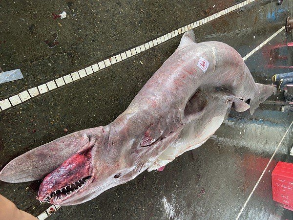 Fotografija: Samica je tehtala 800 kilogramov.
FOTO: Tajvanski muzej oceanske umetnosti