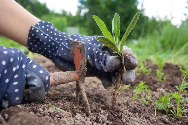 Pri odstranjevanju trdovratnega plevela si pomagamo z motiko. FOTO: Getty Images/iStockphoto