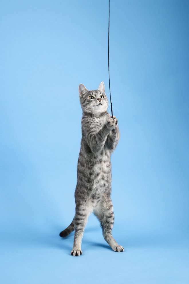 Kar je za psa palica, je za mačke vrvica. FOTO: Getty Images/iStockphoto