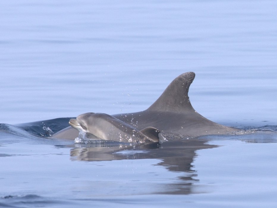 Fotografija: V Jadranskem morju se delfini kotijo od maja do septembra. FOTO: Blue World Institute