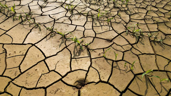 Površina kmetijskih tal je bila v vročini izpostavljena močnemu izsuševanju. FOTO: Pascal Rossignol/Reuters