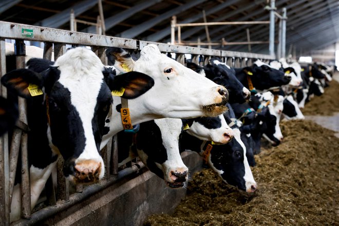Vpliv nezadostne sence se pokaže tako, da se poraba krme zmanjša, živali pa postanejo nemirne. FOTO: Piroschka Van De Wouw/Reuters