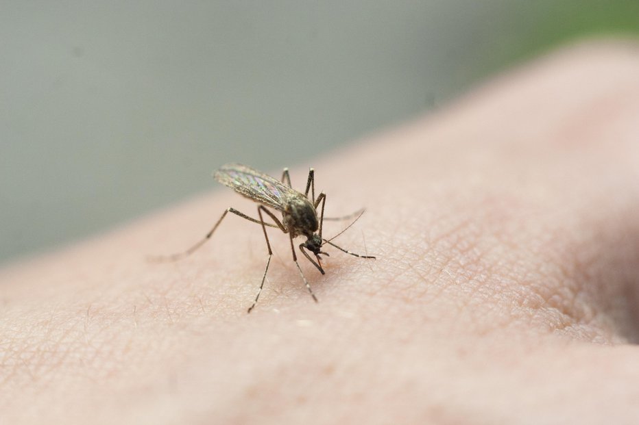 Fotografija: V Sloveniji je veliko vrst komarjev, med katerimi je večina tako imenovanih lovcev, ki ljudi nadlegujejo in vznemirjajo, ko so na prostem. Vse vrste ne pikajo, le malo pa jih lahko prenaša nevarne bolezni. FOTO: Олег Копьёв Getty Images/istockphoto