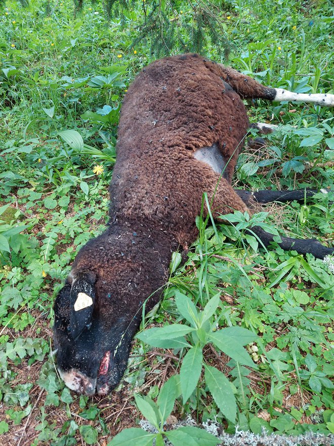 V nedeljskem jutru so pohodniki zagledali grozljiv prizor razmetanih ovčjih kadavrov. FOTO: Občina Solčava