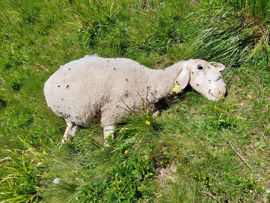 Fotografija: Včeraj so ugotavljali, koliko ovc je še ostalo živih na planini. FOTO: Občina Solčava