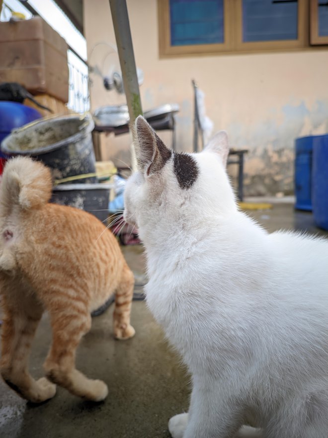Pri mačkah traja uvajanje novincev nekoliko dlje. FOTO: Getty Images/iStockphoto