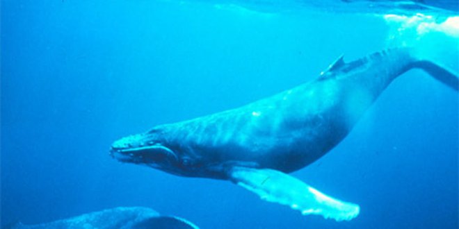 Cuvierjevi kljunati kiti se sonarja tako prestrašijo, da dobijo bolezen, podobno dekompresijski, in nasedajo na obalo. FOTO: Ezadar