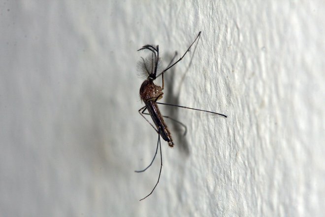 Samec navadnega komarja FOTO: Tomi Trilar