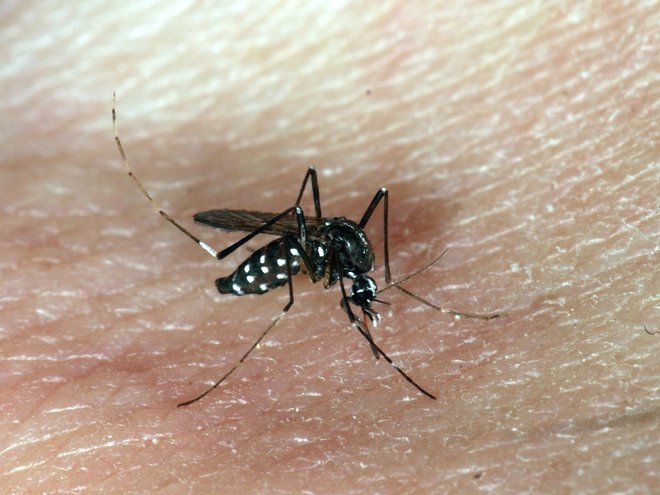 Samica tigrastega komarja FOTO: Tomi Trilar