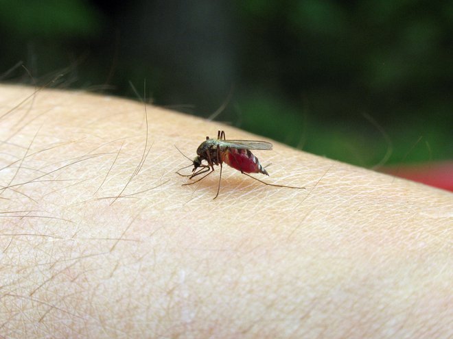 samica pikastega poplavnega komarja FOTO: Tomi Trilar
