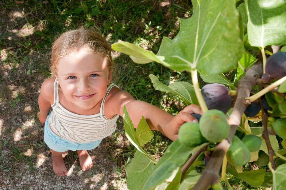 Fotografija: Zaradi obilice antioksidantov fige delujejo tudi proti škodljivemu delovanju prostih radikalov v telesu. FOTO: Arhiv Polet/ Shutterstock 