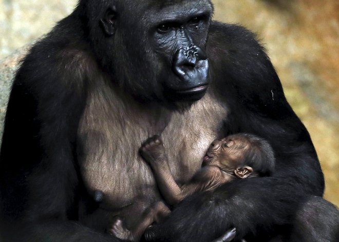 Zahodne nižinske gorile so kritično ogrožena vrsta, v divjini v osrednji Afriki jih živi le še okoli 100.000. FOTO: Jim Young, Reuters