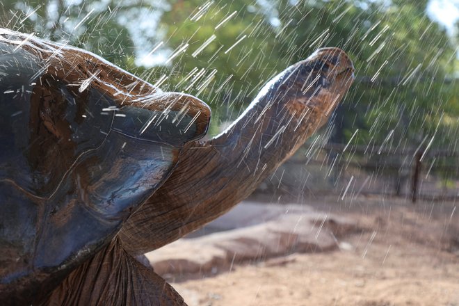 Elvisa, veliko galapaško želvo, v živalskem vrtu v Phoenixu (Arizona) vsak dan tuširajo, da zdrži vročino: v tem delu sveta se živo srebro kar 22 dni zapored ni spustilo pod 43 stopinj Celzija. FOTO: Liliana Salgado/Reuters