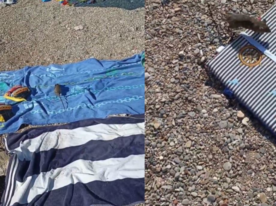 Fotografija: Podgana na plaži jih je šokirala. FOTO: Zaslonski Posnetek Instagram