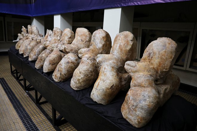 Fosili Perucetus colossus FOTO: Sebastian Castaneda Reuters