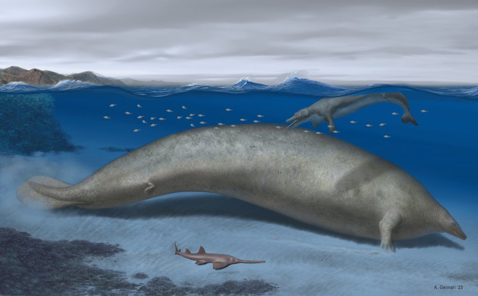 Fotografija: Perucetus colossus, predhodnik modrega kita, ki je pred približno 38 milijoni let živel na območju Peruja. FOTO: Alberto Gennari Via Reuters