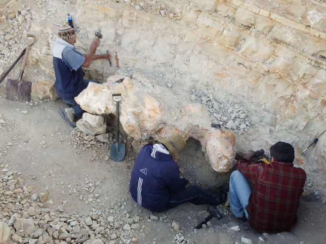 Znanstveniki med izkopavanjem fosilov. FOTO: Giovanni Bianucci Via Reuters