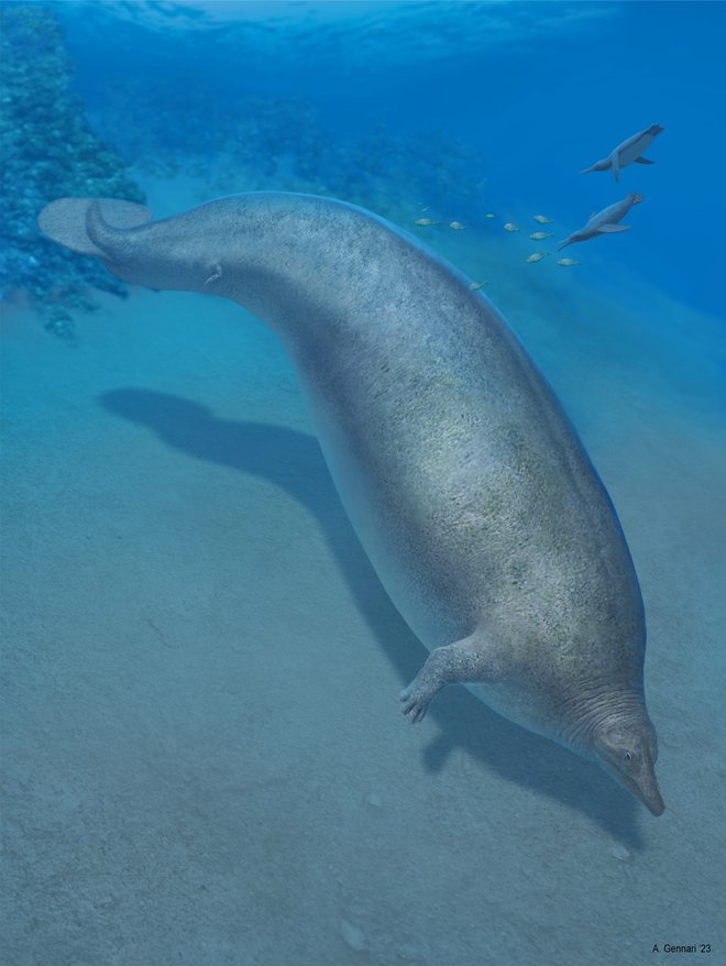 Perucetus colossus, predhodnik modrega kita, ki je pred približno 38 milijoni let živel na območju Peruja. FOTO: Alberto Gennari Via Reuters