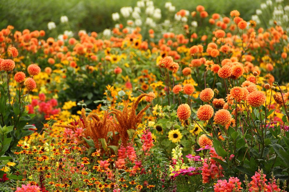 Fotografija: Čudovito se podajo k travniškim cvetlicam. FOTO: Fotolinchen, Getty Images