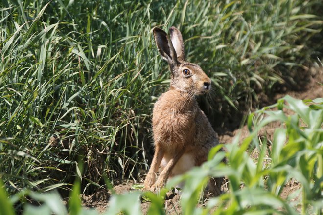 Povodenj naj bi ponekod v Pomurju zdesetkala stalež poljskega zajca. FOTO: Jože Pojbič