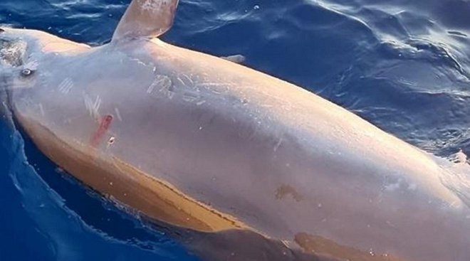 Ustreljeni delfin pri Šolti FOTO: Osebni arhiv