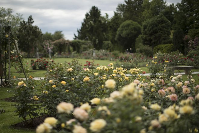 Arboretum Volčji Potok omogoča izjemno cvetlično nadgradnjo tekmovanja. FOTO: Jure Eržen