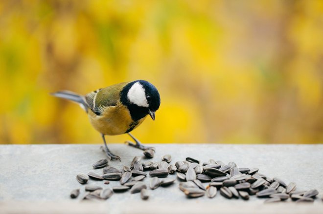 Rade imajo semena. FOTO: 5ugarless/Getty Images