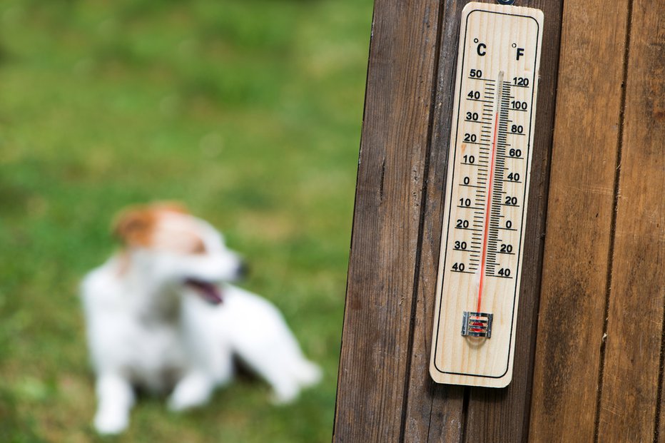 Fotografija: Pasja vročina nas bo zadela sredi tedna. FOTO: Dora Zett/shutterstock Shutterstock